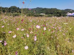 -红山村