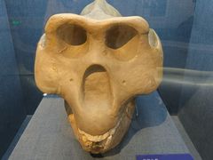 -国家自然博物馆