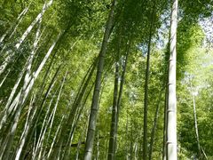 -上海佘山国家森林公园天马山园