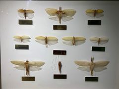 -上海昆虫博物馆