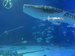 -烟台海昌鲸鲨海洋公园