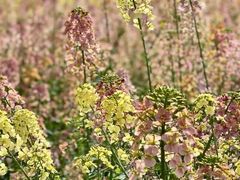 -中国天府农业博览园