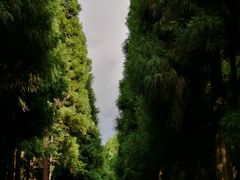 -武陵山森林公园
