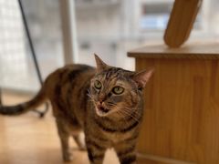 -是阿柴呀！柴犬咖啡·爱喵喵猫咖