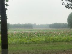 -东郊湿地公园