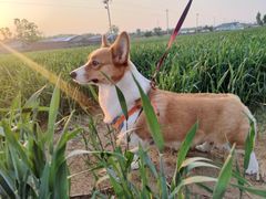 -宠福鑫康馨动物医院·骨科·眼科