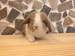 -龙猫仔乐园(惠福东路店)