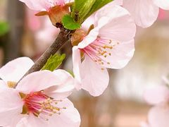 -群力丁香公园