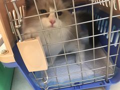 -lincat·猫舍(广州店)
