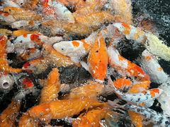 -南宫五洲植物乐园