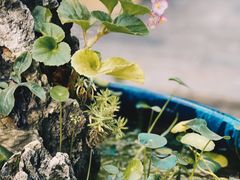 -月栖华明-云间草堂清茶馆(泗泾古镇店)