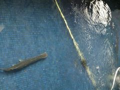 -鸿渡渔庄·特色鸭咀鱼