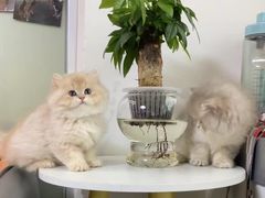 -lincat·猫舍(广州店)