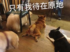-萌喵咖啡屋(人民东路4号口M16商铺店)