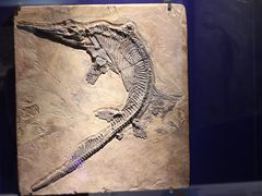 -正佳自然科学博物馆