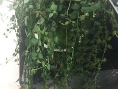 -南汇花鸟市场(上海浦东新花卉店)