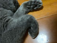 -PETKIT小佩宠物(昭化店)