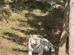 -石家庄市动物园