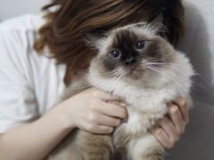 -东方名猫馆·英短金渐层布偶猫舍(环线广场1号楼店)