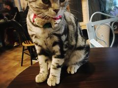 -共舞时光猫咖·狗咖(新街口店)