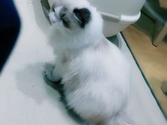 -藏猫猫咖啡主题馆(中央大道店)