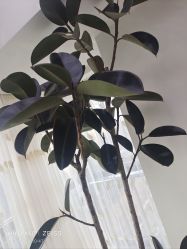 -HEYAN荷妍专业脱毛连锁机构
