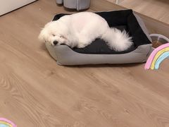 -FAELING PETS美天灵宠物(富力广场店)