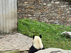 -卧龙中华大熊猫苑神树坪基地