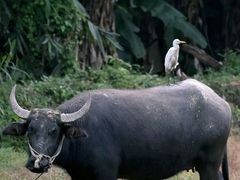 -金狮洞国家地质公园