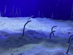 -江和美海洋公园