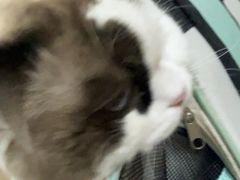 -米苏动物医院·犬猫专科·骨科外科内窥镜