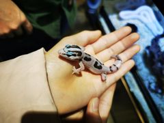 -酷以爬仙阁实体爬宠店·守宫·蜥蜴·专业繁育