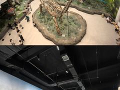 -辽宁古生物博物馆
