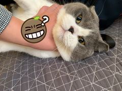 -索菲亚衣柜橱柜家具全屋定制(十里河居然之家店)