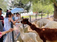 -鄂尔多斯野生动物园