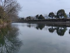 -天目山大树王景区