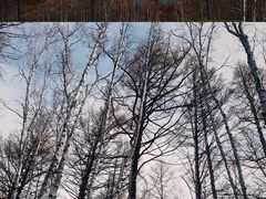 -阿尔山市大兴安岭奥伦布坎景区