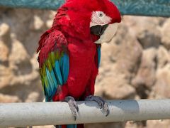 -西霞口神雕山野生动物世界