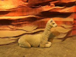 -酷嗒动物文化乐园(cutezoo西溪乐天城店)