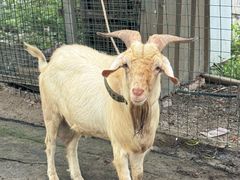 -马陆小张葡萄园农家乐