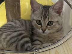 -瑞派福兴宠物医院犬猫全科·骨科·中西医结合(河东店)