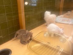 -帕帕拉兹宠物(亚洲旗舰店)