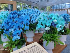 -上海鲜花港