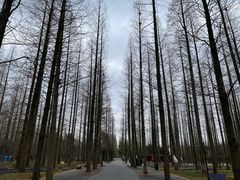 -东平国家森林公园