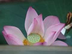 -荔湾湖公园