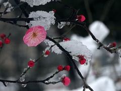 -南山植物园