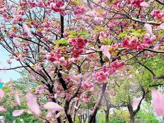 -新江湾城公园