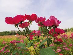 -汉长安城未央宫国家考古遗址公园