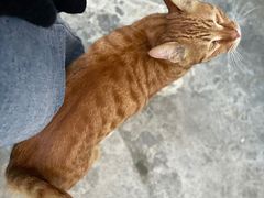 -小洲村
