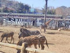 -大连森林动物园